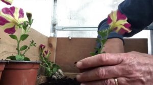 Potting Petunia Plugs and Sowing Dwarf Runner Beans