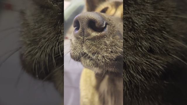 ну что?! споëм?!? Американская Акита Дженни ☺