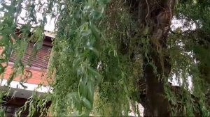 Аргентина.Пассифлора Голубая,Агава,Мимозы Акации.