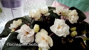 Фиалки в моей коллекции. Обзор сортов.