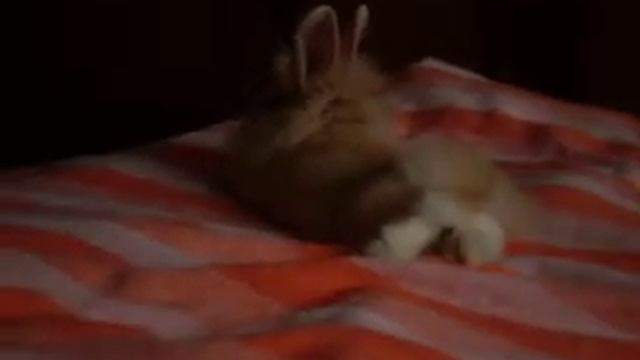 Маленький кролик смотреть онлайн