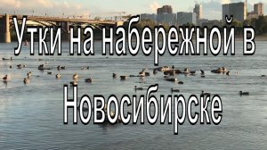 Вечер на реке Обь. Много Уток. Новосибирск Михайловская набережная..