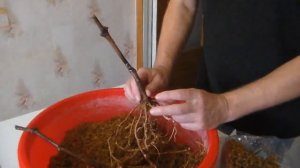 Виноград Стратификация прививок Результат