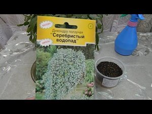ДИХОНДРА ползучая СЕРЕБРИСТЫЙ ВОДОПАД выращивание из семян