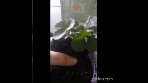 Отзыв Агромаркет (відгук) клубника Ампельная "Тристан", "Роман", "Фреска", "Snow"