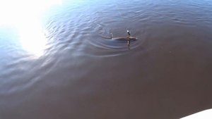 Безумный клев на Imakatsu Gekiasa II и Gekiasa III. Твич на реке. Kosadaka Intra, Lightning Pointer