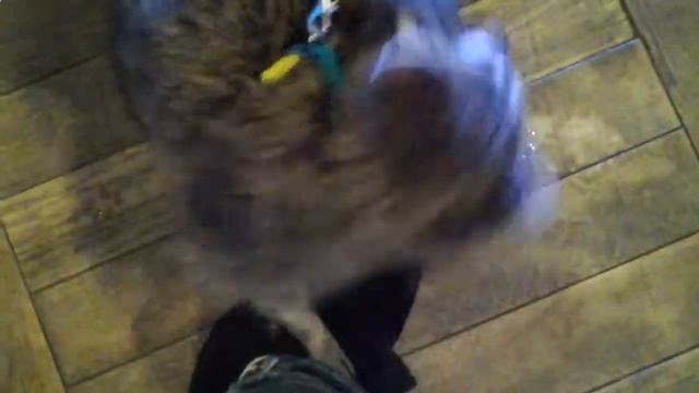 пингвин фото Москва 8 965 380-13-11 смотреть онлайн