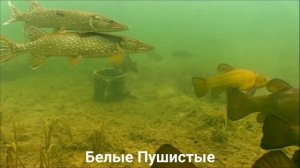 ЛИНЬ?/Рыбы/Животные/Интересные факты