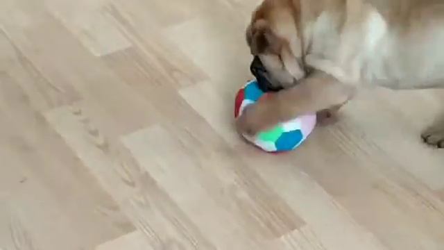 Щенок шарпея Хелавис Уно Sharpei puppy HELAVIS Uno смотреть онлайн