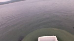 Ловим креветку. Креветка прёт. Рыбалка на Сахалине (We catch a shrimp. Fishing on Sakhalin)