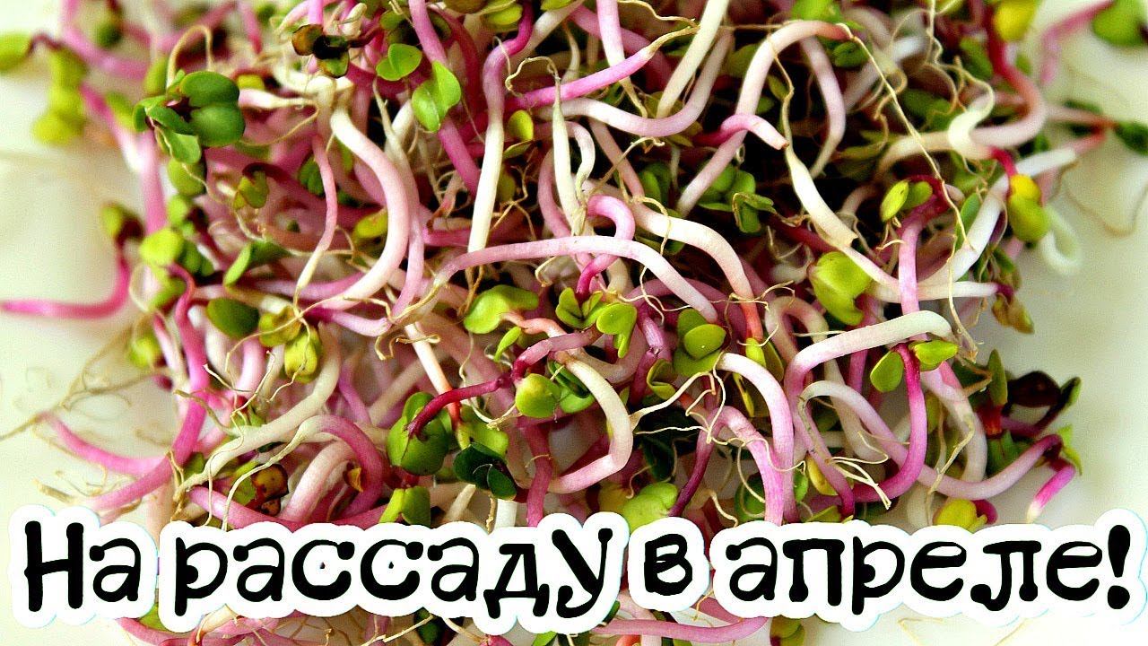 Что посадить из овощей на рассаду в апреле? Что посеять на рассаду в апреле дома?