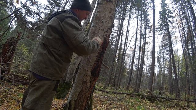 Честные 4660 рублей за день. Металлокоп в делянках СССР. Осенний коп металла. смотреть онлайн