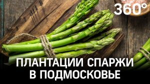 Как растёт спаржа, где её продают и что из неё можно приготовить?