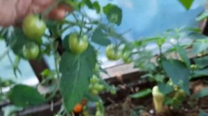 Томат Златовласка. Сладкие конфетки.