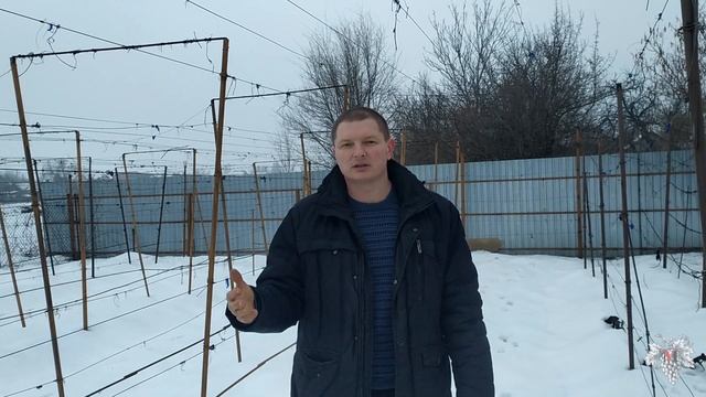 Что будет с почками в теплую и дождливую зиму при укрытии винограда землёй