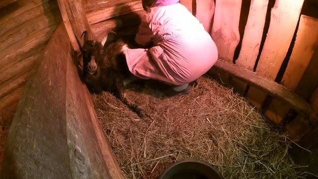 Как рожают козы. Непростой окот. смотреть онлайн