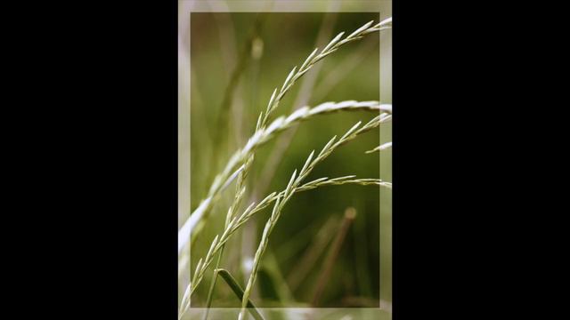 Flötenquartett - Rondo - Mozart Kv 285 смотреть онлайн