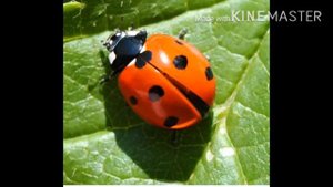 Познавательное занятие "Осторожно - опасные насекомые"