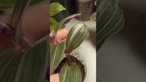 Традескации с крупными листьями. Обзор сортов Нанук, Pink Furry, Aurea. Сравнение сортов