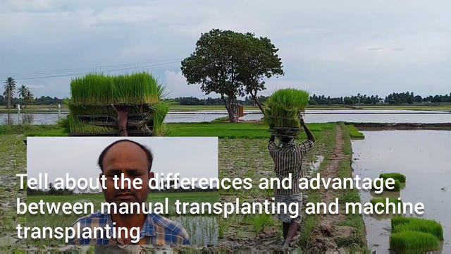 Modern Technique in Rice Seedling & Plants Transplanting – Farmers Sharing Experience