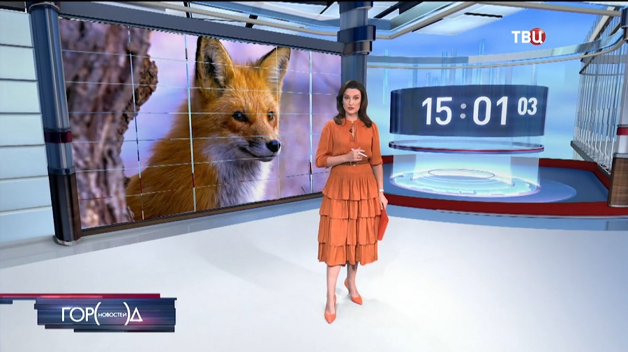 На улицы Москвы вышли лисы / События на ТВЦ