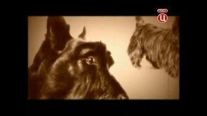 ??О породе #СКОТЧ #терьер происхождение. Это интересно!✍?