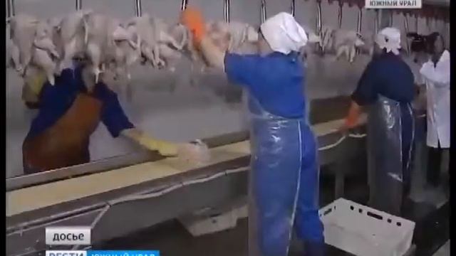 ВНИМАНИЕ Курятина очень опасна для жизни петелинка, мираторг и т д смотреть онлайн