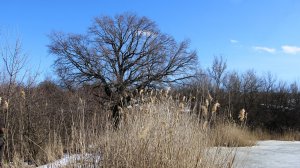 Бобр, куница, заяц. Февраль-март