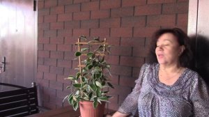 Хойя Кримсон