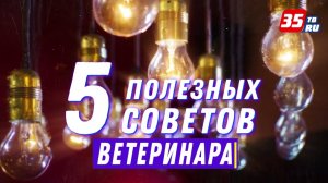 5 советов от ветеринара: Как понять, что домашнее животное заболело?