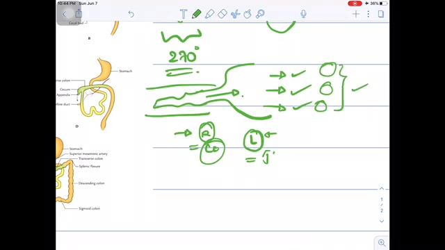 Development of GIT | MIDGUT & HINDGUT | Sinhala смотреть онлайн