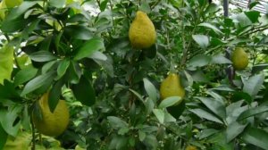 Microcitrus virgata "Sidney hybrid" M. australasica X M. australis