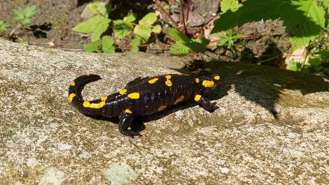 Саламандра огненная / Salamandra Salamandra в Карпатах Украины