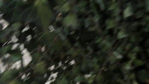 Беседка из плюща. Вечнозеленая лиана - плющ обыкновенный.