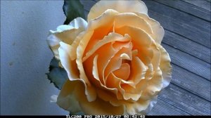 Rose 'Just Joey '