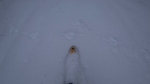 Несколько слов об охоте на Лося с подхода