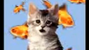 Котик Я узнал что у меня