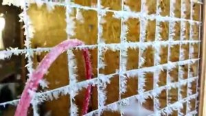 Куры на морозе / Выгул для кур / Курятник зимой / деревенская жизнь / на пенсии / молодая ферма