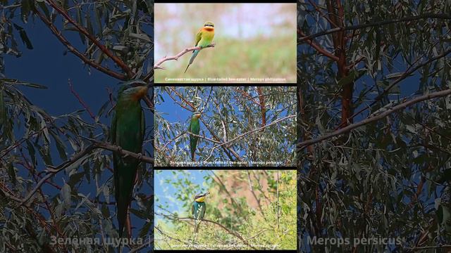 Щурки. Экзотические птицы | Bee-eaters. Exotic birds