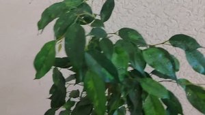 Фикус Денилайт (Denylight)