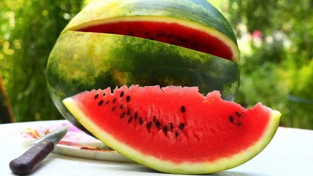 Выращивание арбузов от А до Я ⁄ Все о бахче в одном видео смотреть онлайн