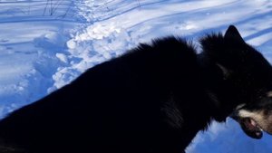 Щенок Восточно-сибирской лайки по кличке Урта