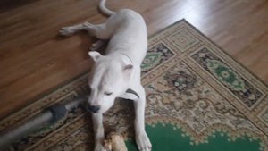 Как я пылесосила собаку