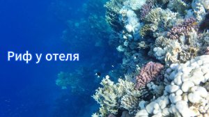 Reef Oasis Blue Bay. Египет. Красное море. Риф. 2024.