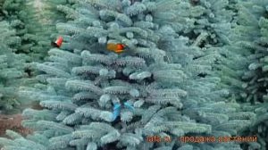Ель колючая Блю Монтейн (picea blue mountain) ? обзор: как сажать, саженцы ели Блю Монтейн