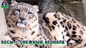 Какая Ты Кошка по Знаку Зодиака? Кто ты по Гороскопу из Семейства Кошачьих?