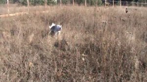 притравка ЗСЛ Роя, барсук , 7 месяцев