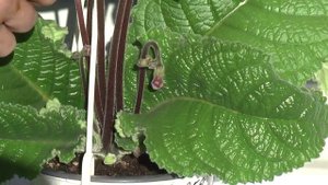 стрептокарпус DS-Калахари