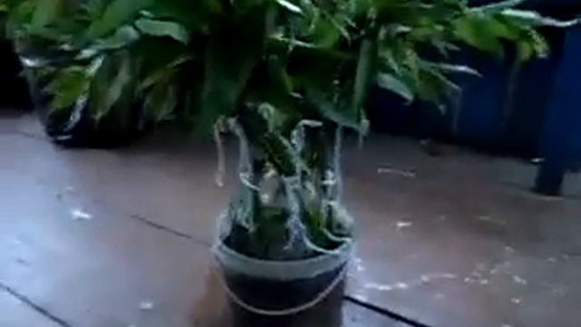 Плетение из живой ивы. смотреть онлайн