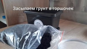 Посадка кинзы